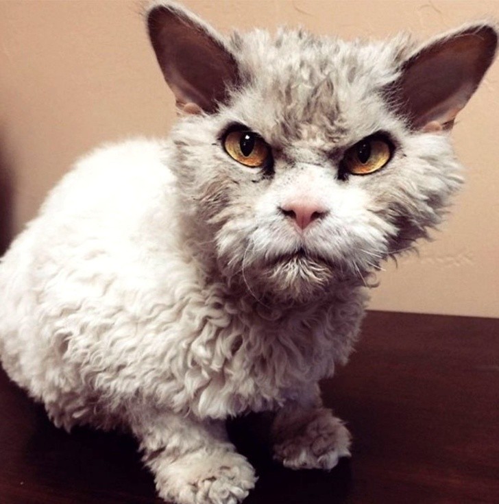 17.¡ Parece un peluche con forma de gato! ¡Pero un peluche en forma de gato muy enojado!