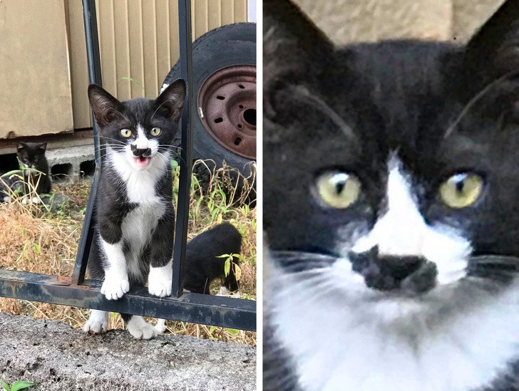 3. Voici un chat... avec un autre chat dessiné sur son visage !