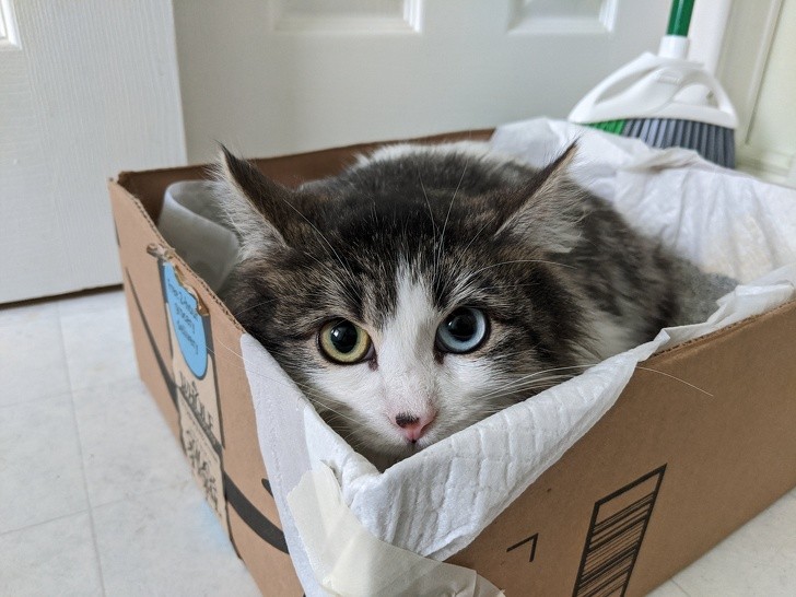 8. Um lindo gatinho com os olhos de cores diferentes.