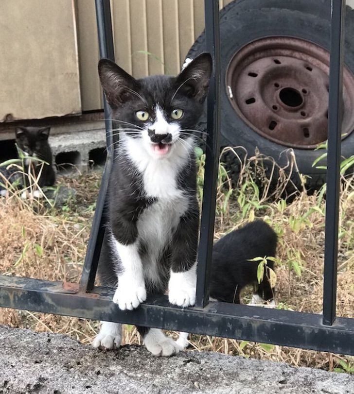 Ce Chaton Errant A Une Tache En Forme De Chat Noir Sur Le Museau Qui A Fait De Lui Une Veritable Celebrite Du Web Regardecettevideo Fr