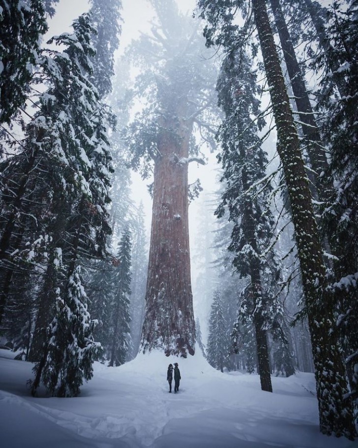 Deux êtres humains "insignifiants" parmi les majestueux séquoias en hiver
