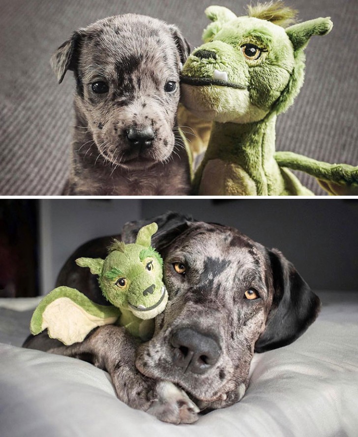 La stessa foto e lo stesso cane con il suo peluche preferito: prima aveva solo 4 settimane, adesso è un cane adulto!