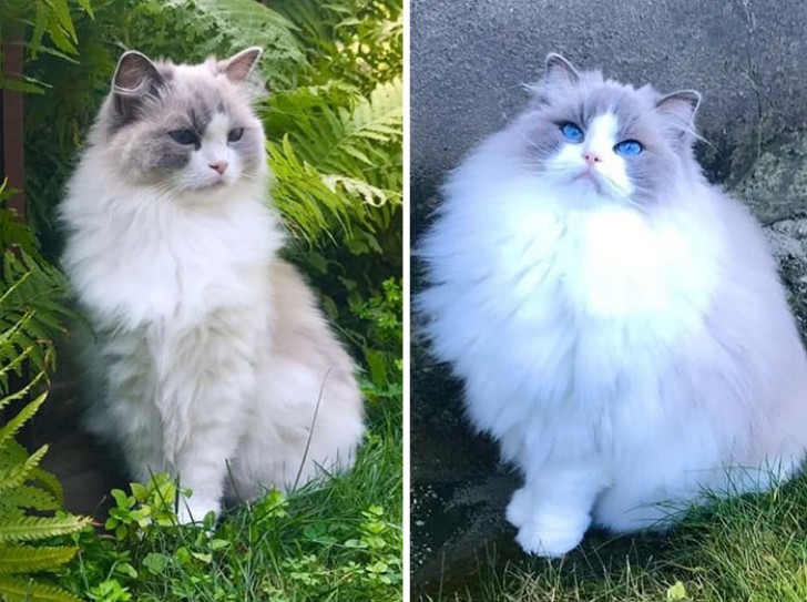 Lo stesso gatto nella stessa posizione: nella prima immagine aveva il pelo estivo, nell'altra quello invernale!