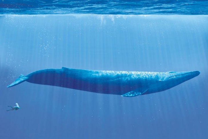 Una spettacolare immagine di un nuotatore subacqueo e una balena blu, uno dei mammiferi più grandi su questo Pianeta