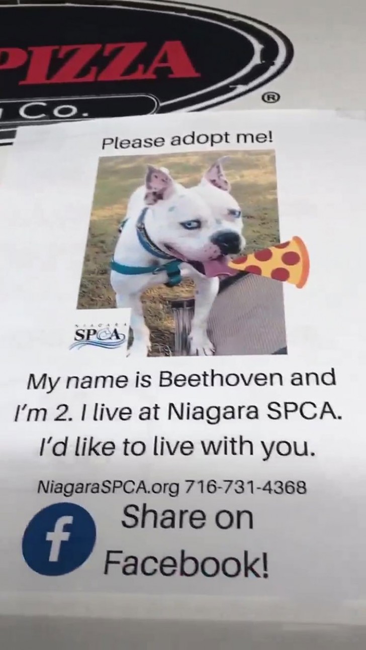 Niagara SPCA/Facebook