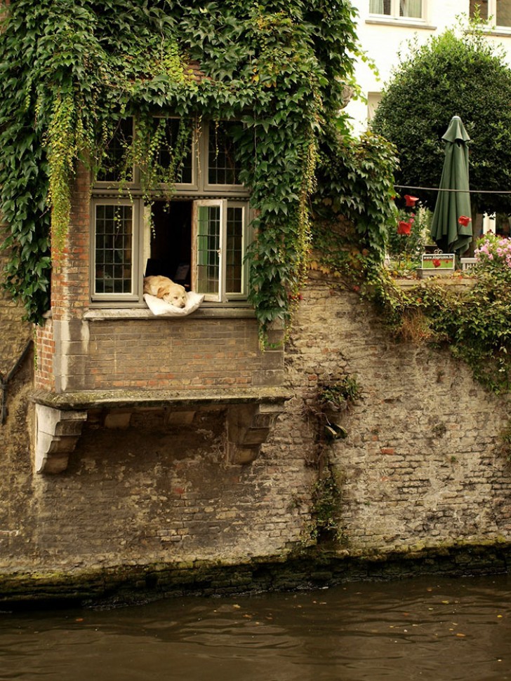 Le chien s'appelle Fidel, et depuis des années, il a été la principale attraction du B&B Côté Canal à Bruges.