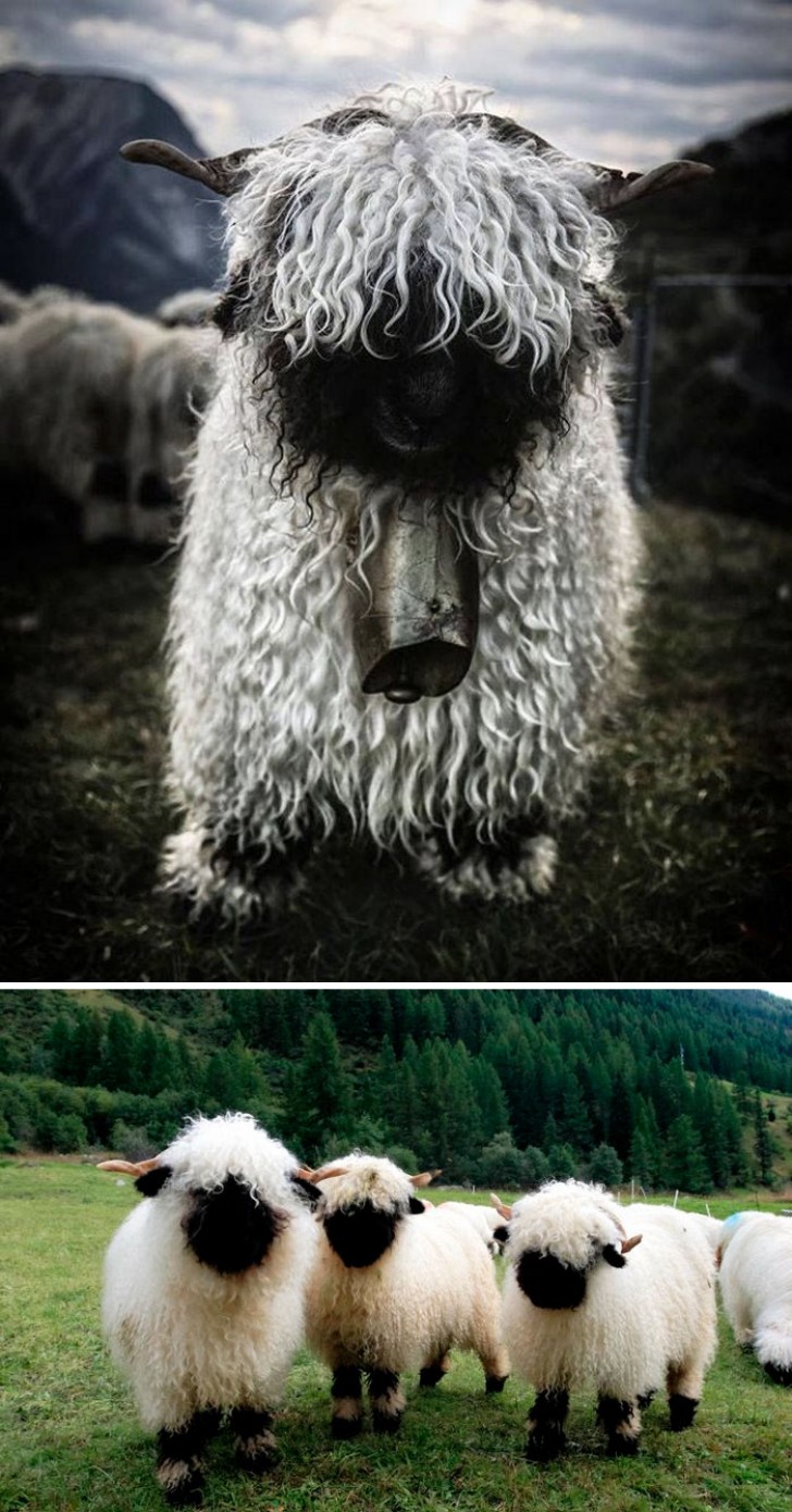 1. Deze schattige schapen met een enigszins somber uiterlijk zouden heel goed de nieuwe leden van de Gorgoroth kunnen zijn