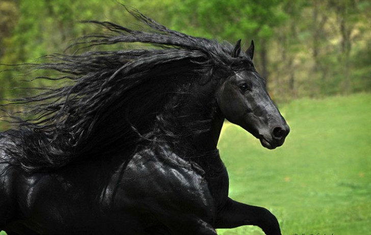 3. Ce merveilleux cheval est une véritable célébrité... avec son manteau et sa crinière noire comme la nuit, c'est l'un des animaux les plus "hardcore" qui existent