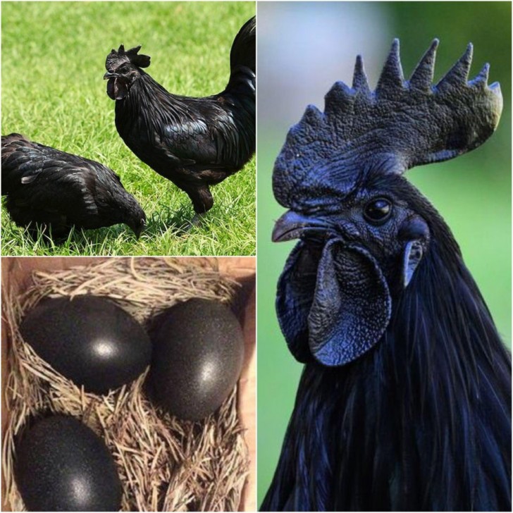 5. Deze heel bijzondere kip heeft een intens zwart verenkleed en ook zijn eieren hebben dezelfde kleur!