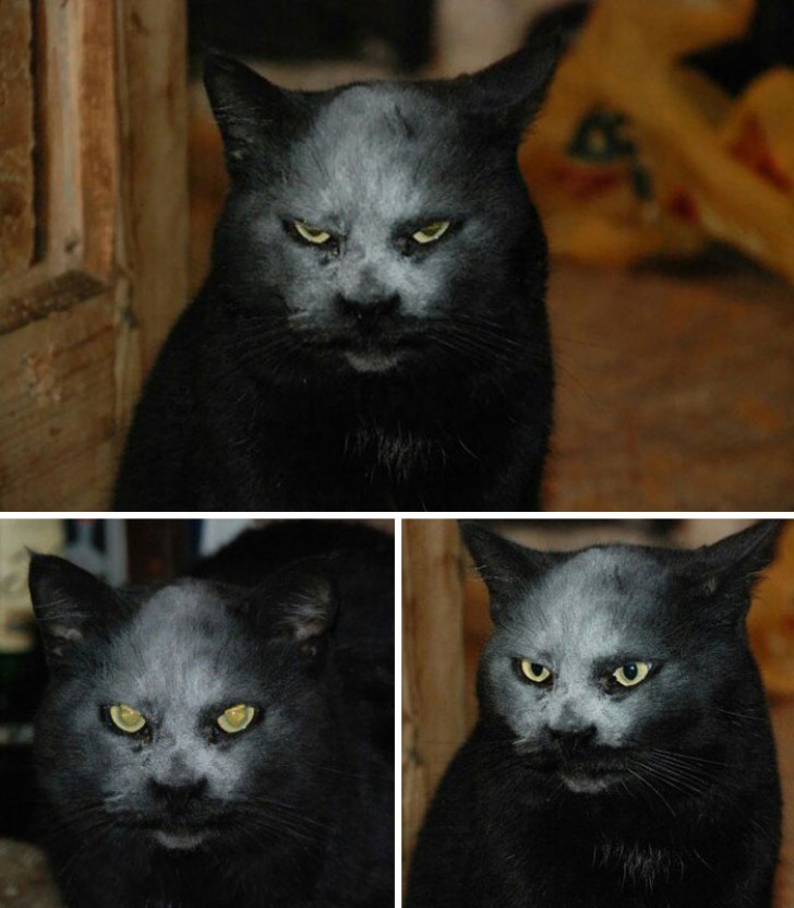 6. "Non, ce n'est pas un dangereux démon de la nuit : c'est mon chat avec de la farine sur le visage !"