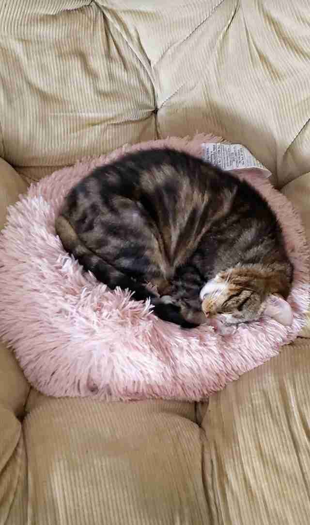 ...E dopo che il peluche è stato ritrovato da Crystal il gatto non ne ha più voluto sapere del cuscino comodo!