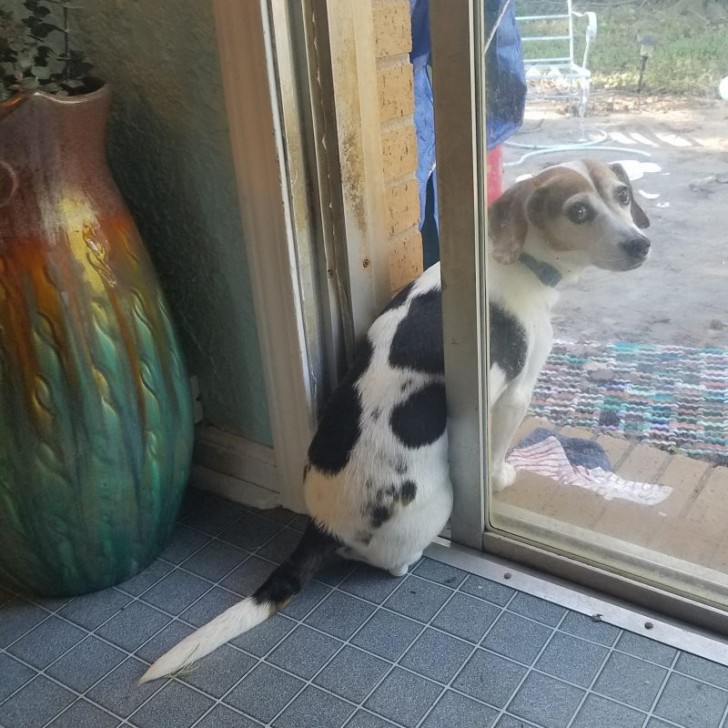 2. Il nostro cane non sopporta proprio quando chiudiamo la porta mentre è fuori in giardino: per evitarlo, ha deciso di trovare il posto giusto per lui!