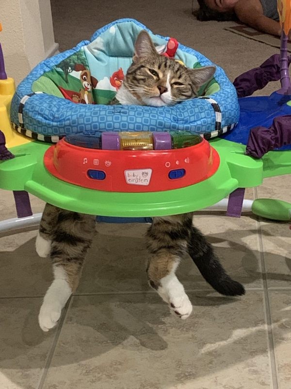 "Don't judge, my cat likes to sleep and relax in my daughter's walker!"