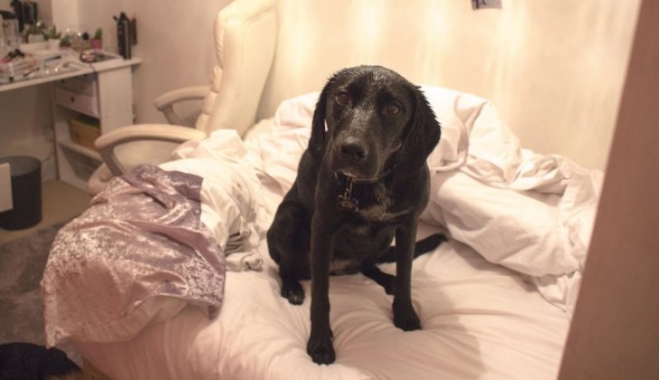 Évidemment, après une promenade où le chien et son maître ont été trempés par la pluie, que fait-il ? Il se sèche sur le lit avec des draps blancs !