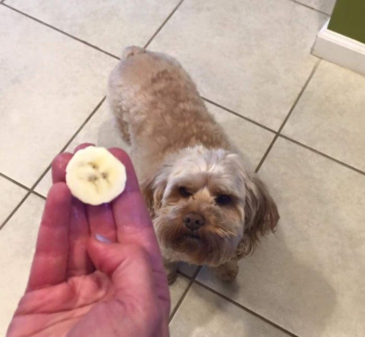 4. Het snuitje van mijn hond Steve zat "gedrukt" op dit schijfje banaan…