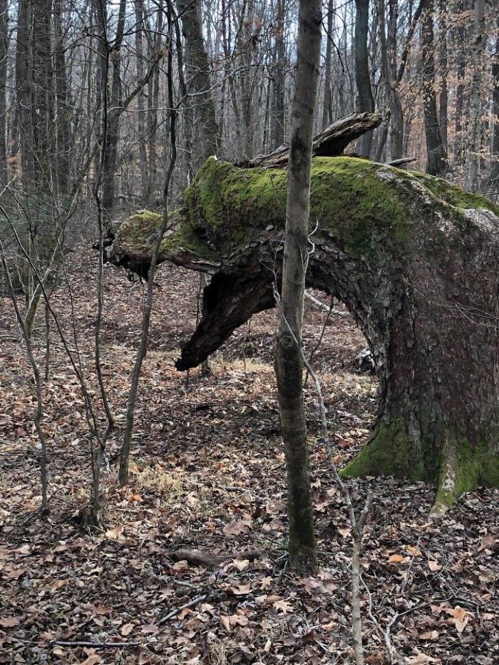7. Ik kon niet onverschillig blijven tegenover deze boomstam die ik in het bos waar ik liep zag: lijkt het niet op de kop van een draak?