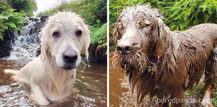 13. Nehmen wir uns einen Moment Zeit, um darüber nachzudenken: es ist derselbe Hund, der auf beiden Fotos ein Bad nimmt... finden Sie die Unterschiede!