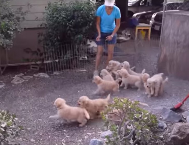 Här är ägaren till Edna Valley Golden Retrievers när hon släpper ut alla valpar för att låta dem springa av sig på gården… men vart är de på väg?