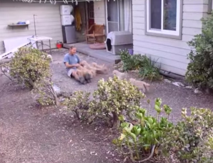 "Regardez les gars, il y a un humain ! Attaquons-le et câlinons-le !" – C'est exactement ce que les mignons petits chiots Golden Retriever ont dû penser lorsqu'ils se sont jetés sur leur maître.