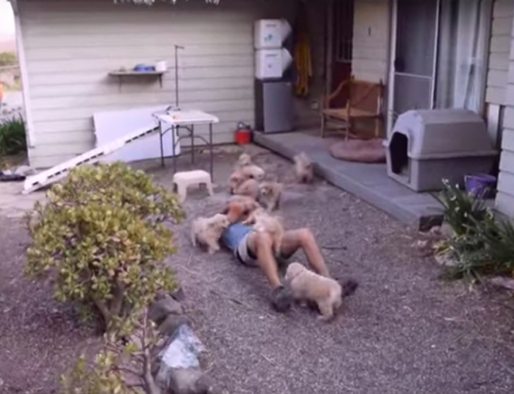 L'homme a été littéralement assailli par une horde de beaux et tendres chiots, prêts à répandre l'amour et la joie à son prochain... car c'est ce que font les chiots, non ?