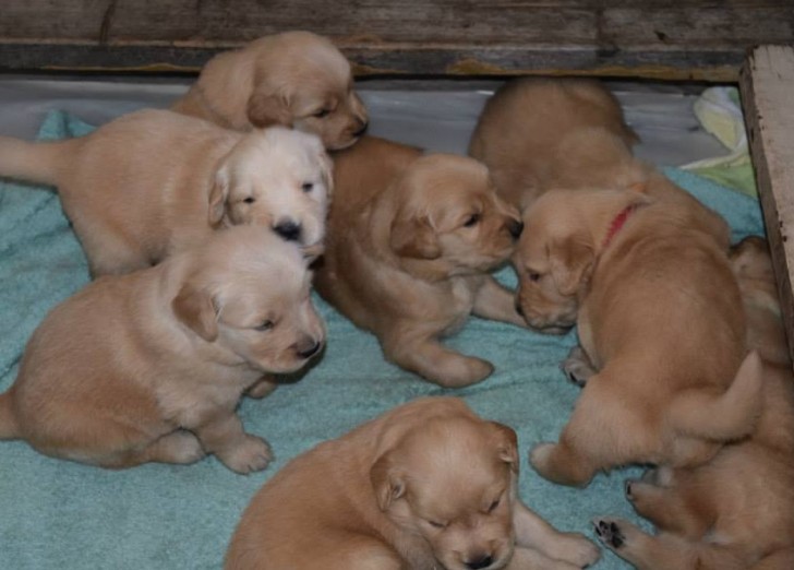 Vind je deze Golden Retrievers niet schattig? We moeten onthouden dat een puppy GEEN speelgoed is, maar een levend wezen dat al onze zorg en aandacht verdient... dus denk erover na voordat je er een adopteert. Wat zeker is, is dat je heel veel liefde zult ontvangen als je ervoor kiest om er een in je leven te verwelkomen!