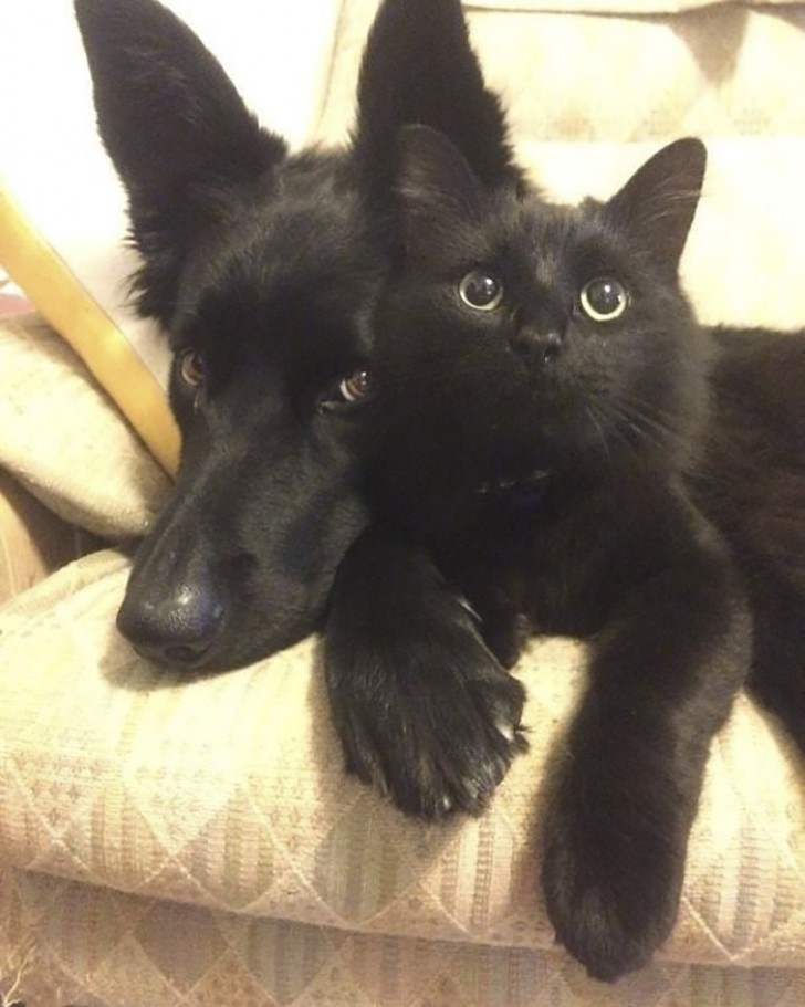 13. Lorsque deux animaux décident de devenir amis, aucune différence n'est importante : ils se sont peut-être choisis l'un l'autre pour leur merveilleuse couleur noire !