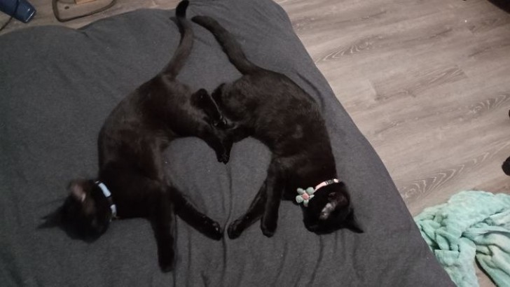 2. I miei due gattini neri si sono addormentati praticamente a specchio: ieri sera hanno formato un cuore con le loro zampe!