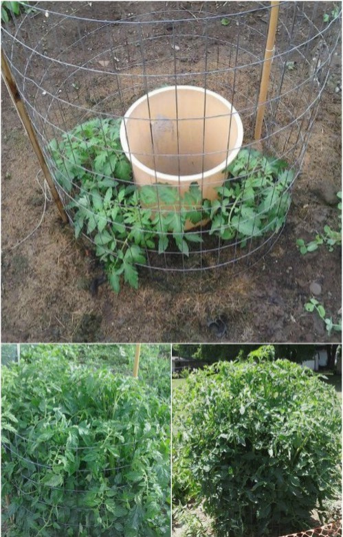 7. Per garantire la giusta irrigazione ai pomodori