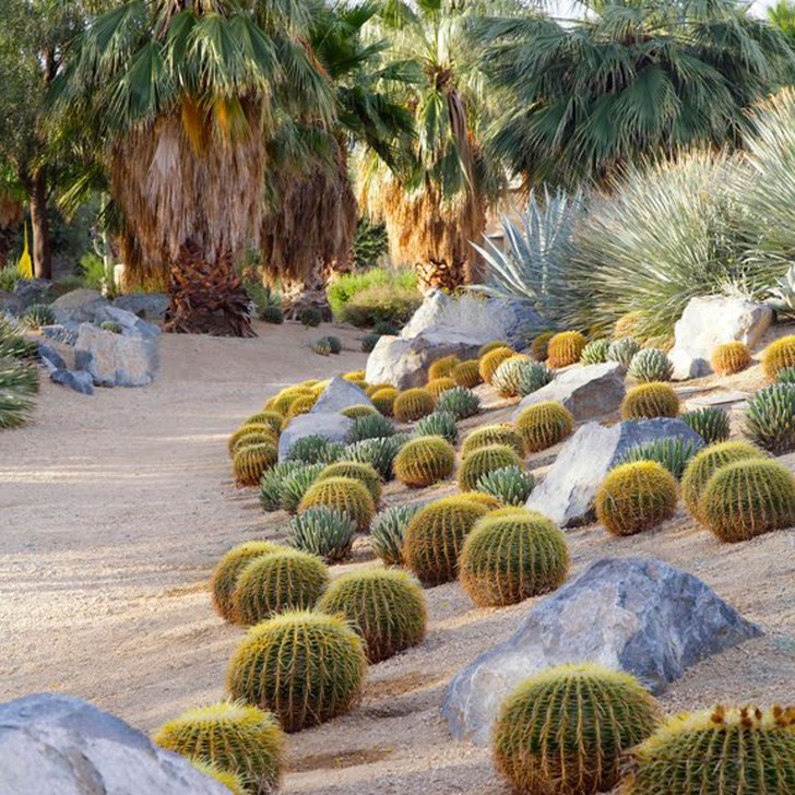10 Idee Da Cui Trarre Spunto Per Decorare Il Giardino Con Cactus E Piante Grasse Creativo Media