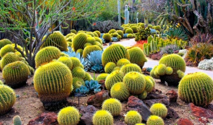 5. Pensando ai cactus si immaginano lande desolate, ma guardate che giardino ricco di forme e colori