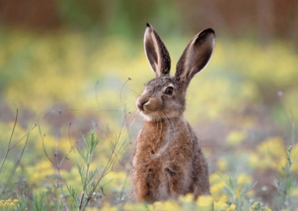 Milan, with the men locked in the house, the rabbits reclaim the city parks and flower beds - 1