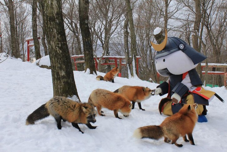 Pour un coût de 85 cents de dollars seulement, les visiteurs peuvent nourrir ces magnifiques renards sauvages