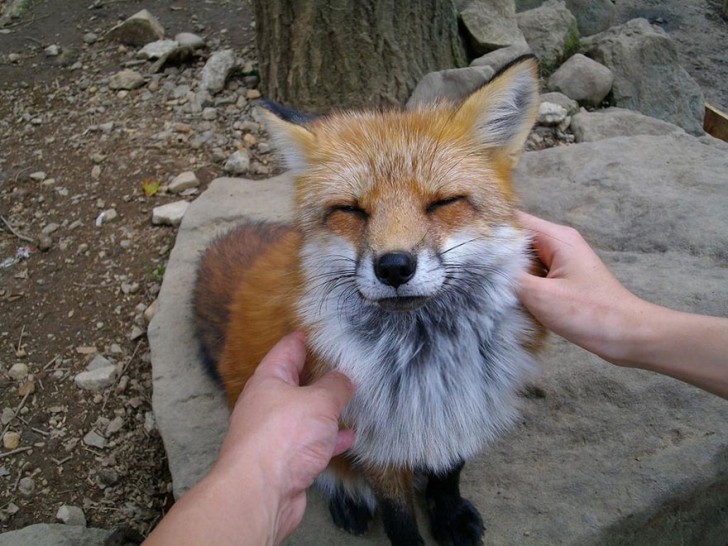 Aber Vorsicht: Diese Füchse sind wild und ungezähmt: Man muss sehr vorsichtig sein, um sie mit offener Hand zu füttern!