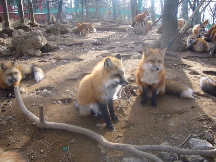 Wie im Westen gelten Füchse in Japan als sehr schlaue Tiere...