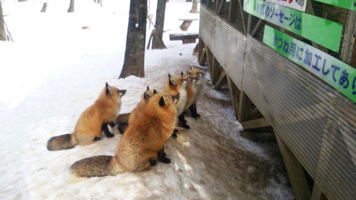 ...ma nella loro tradizione sono anche considerati degli animali sacri, messaggeri di Inari Okami, divinità della fertilità e della prosperità.