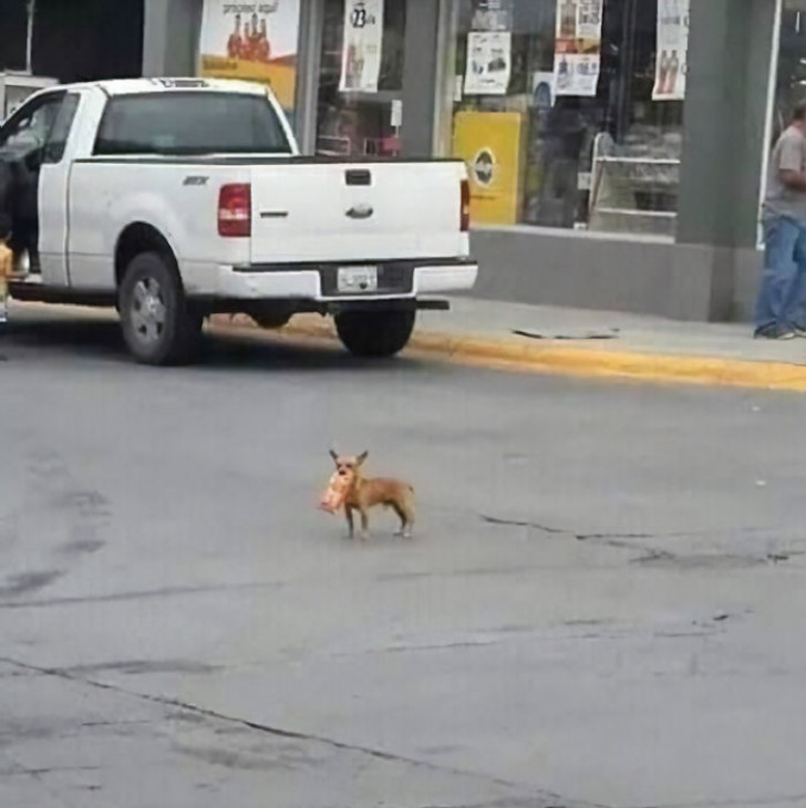 Antonio Munoz non ha potuto fare a meno di scattare alcune divertenti fotografie del suo piccolo chihuahua in missione per un pacco di patatine!