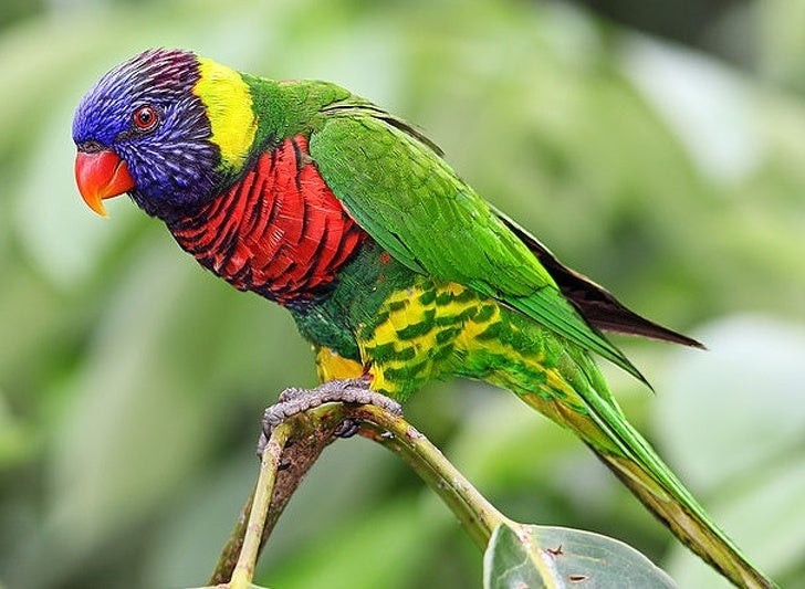 10. Un magnifique perroquet aux six couleurs étincelantes !