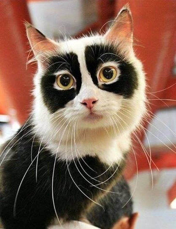2. Eine unglaublich maskierte Zorro-Katze!