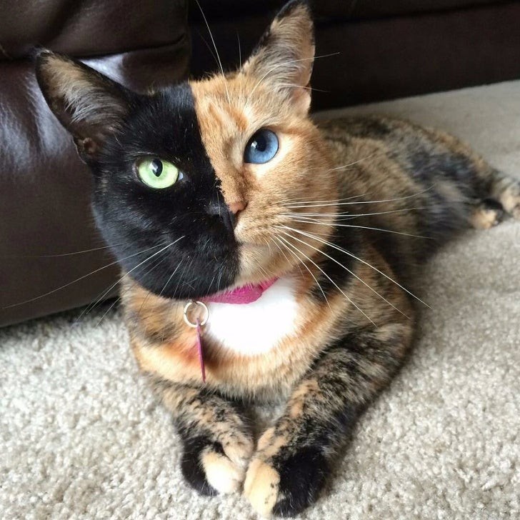 7. De twee gezichten van deze prachtige kat met de snuit in twee verschillende kleuren