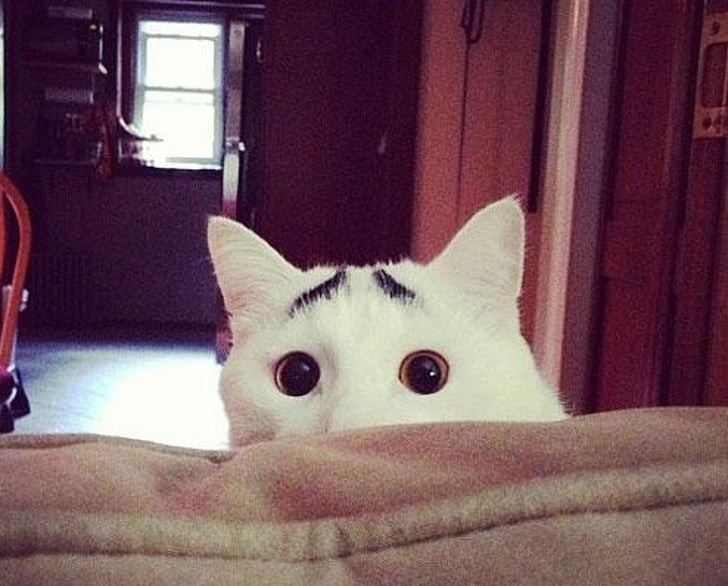 8. Dieses Kätzchen sieht immer besorgt aus... sehen Sie sich nur seine "Augenbrauen" an!