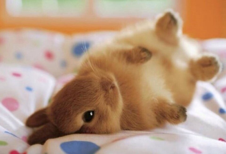 Det är omöjligt att förbli likgiltig inför den här gosiga lilla kaninen...