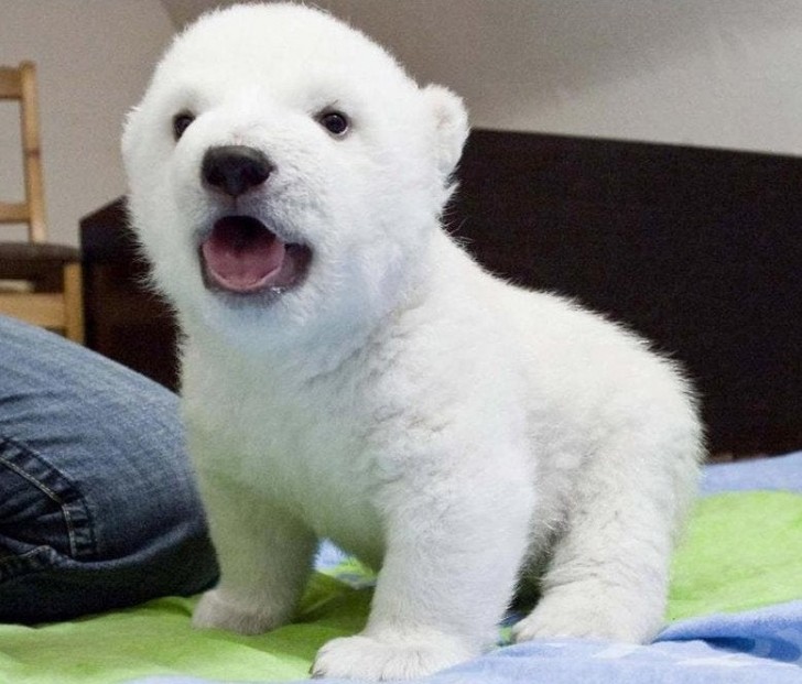 Os ursinhos polares são tão lindos que nem parecem reais!