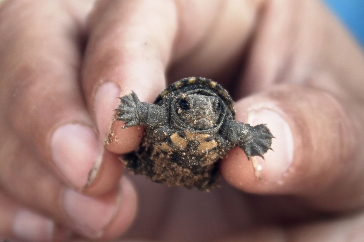 Ja, zelfs babyschildpadden hebben hun onweerstaanbare charme; ze zijn zo klein...