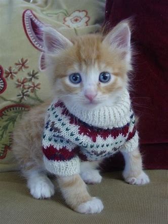 ¿Y que podemos decir de este gatito de ojos azules que tiene puesto un calentito pullover de lana?