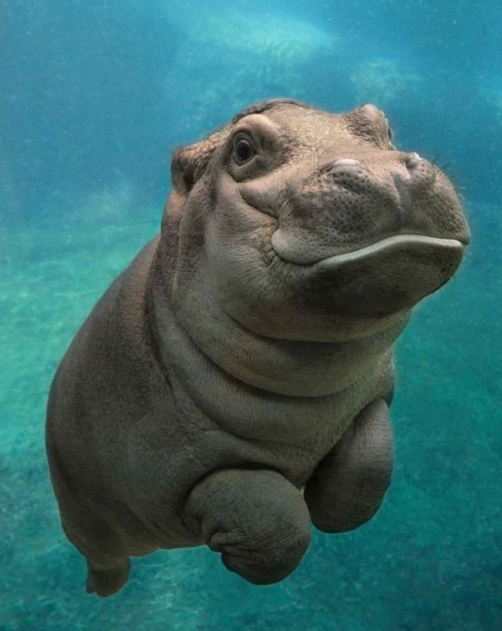 ¿Quién habría dicho que un hipopótamo marino fuera tan bondadoso y juguetón?