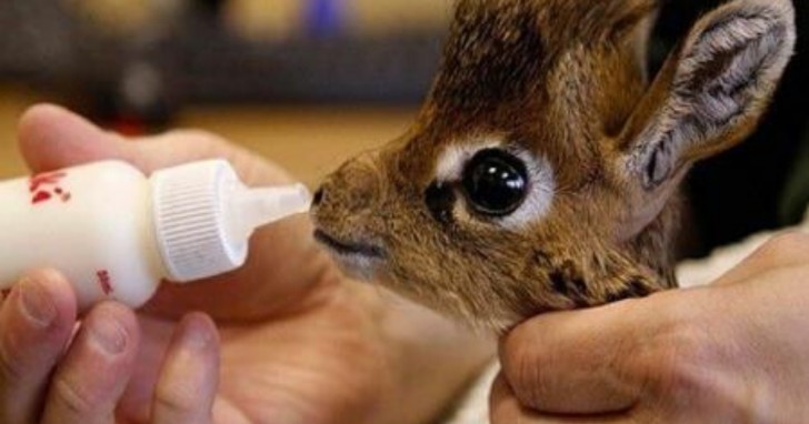 Si, quello che state vedendo e sicuramente ammirando con gli occhi a cuoricino è un baby cerbiatto
