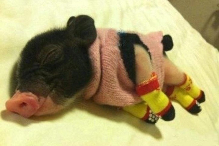 Godnatt lilla gris!