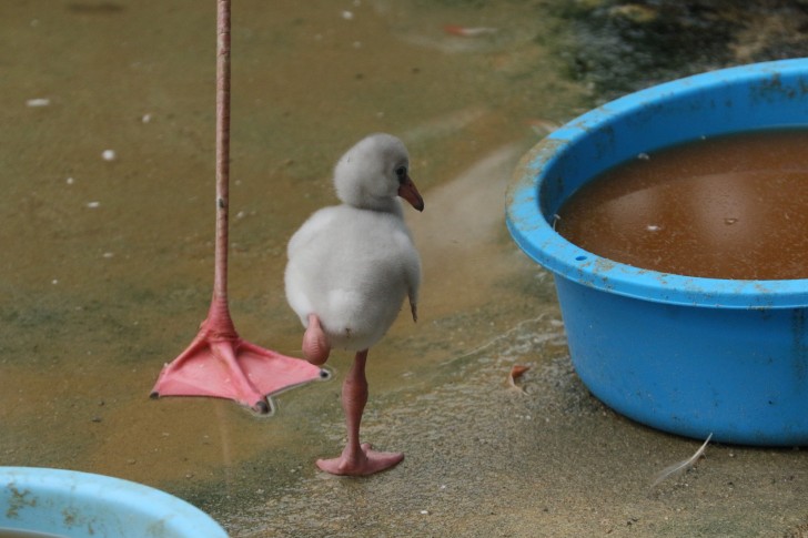 Den här lilla flamingoungen håller på att lära sig att gå bakom sin mamma. Vad söt den är!