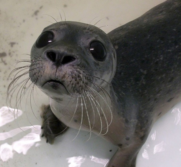 Miren atentamente esta foto: ¿no son irresistibles los ojos soñadores de esta foca?