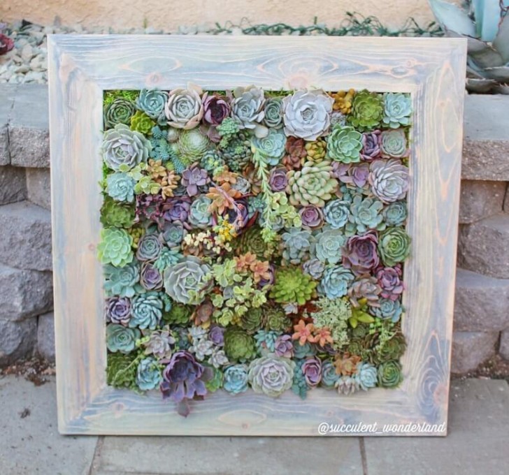 14. Create un mosaico di piante succulente coloratissime